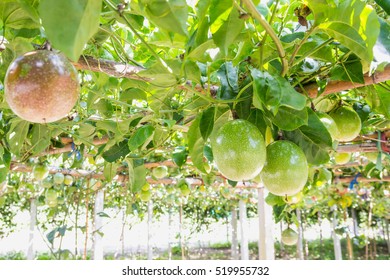 Close Up Of Passion Fruit On The Vine.