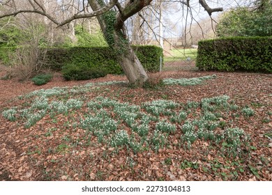 Close up of a patch common snowdrops (galanthus nivalis) in bloom under a tree