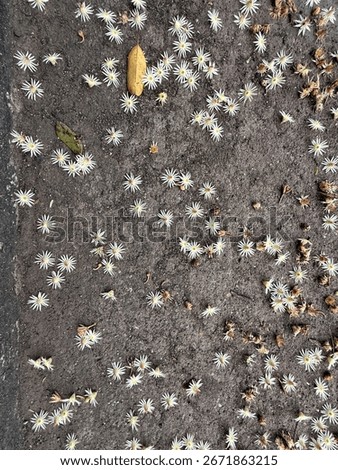 A close up of a patch of dirt with many white flowers scattered across it. The flowers are wilted and brown, giving the impression of a dying plant