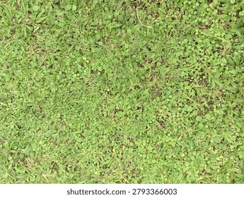 a close up of a patch of green grass
