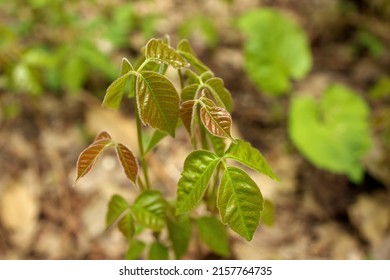 Close Up Of A Patch Of Poison Ivy Plants Freshly Sprouted In The Spring