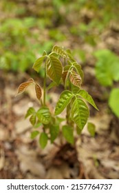 Close Up Of A Patch Of Poison Ivy Plants Freshly Sprouted In The Spring