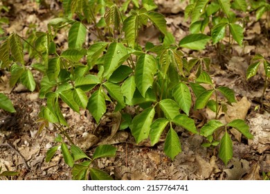 Close Up Of A Patch Of Poison Ivy Plants Freshly Sprouted In The Spring