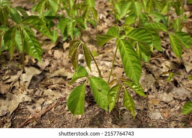 Close Up Of A Patch Of Poison Ivy Plants Freshly Sprouted In The Spring