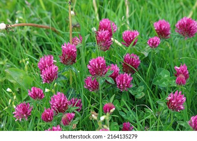 Close Up Of A Patch Of Red Clover, Derbyshire UK
