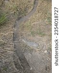 close up path in the park