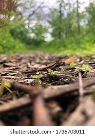 Close Up Of The Pathway In The Trails Of Midway, KY.