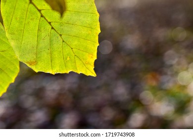 Close up pattern of green leaf against sunshine background colorful Bokeh. Concept Leaf and Bokeh.
