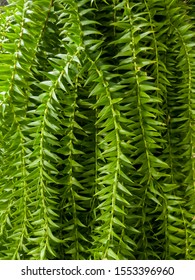 Close up pattern leaves of Huperzia ferns or keeled tassel fern, Green leaves hanging vertical lines pattern in garden. 