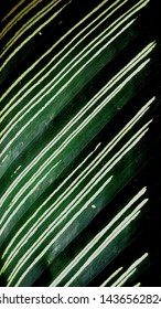 close up pattern line leaf colorful.