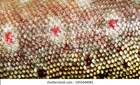 616 Brown trout skin Images, Stock Photos & Vectors | Shutterstock