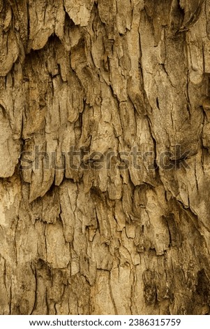 Close up of the pattern and texture of the Snagbark Hickory, Carya ovata located in the Eastern United States, North America