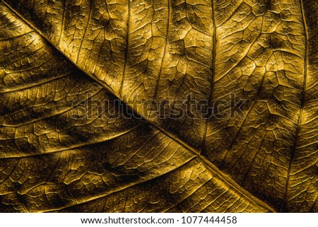 Close Up Patterns on gold leaf from Bodhi tree Isolated, planted in Thai temples. (also known as bo leave). concept of luxury to decorate. Gold-plated leaves deluxe natural design.
