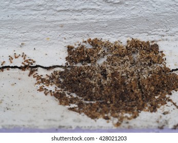 Close Up Pavement Ant Nest On Cracked Wall With Ants 