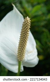 Close Up Of Peace Lily Flower In Bloom