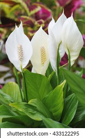 Close Up Of Peace Lily Flowers.