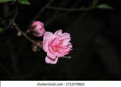 Close Up Peach Blossom Flowers (hoa Dao) With Blur Background In Spring, Nhat Tan, Hanoi, Vietnam 