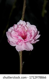 Close Up Peach Blossom Flowers (hoa Dao) With Blur Background In Spring, Nhat Tan, Hanoi, Vietnam 