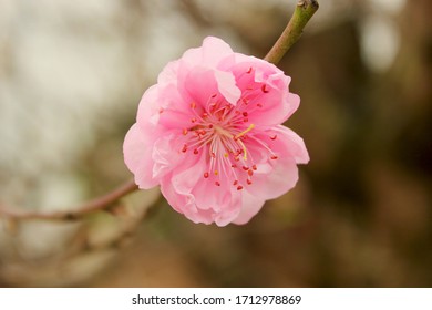 Close Up Peach Blossom Flowers (hoa Dao) With Blur Background In Spring, Nhat Tan, Hanoi, Vietnam 