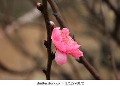 Close Up Peach Blossom Flowers (hoa Dao) With Blur Background In Spring, Nhat Tan, Hanoi, Vietnam 