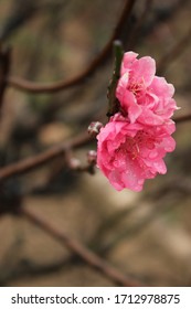 Close Up Peach Blossom Flowers (hoa Dao) With Blur Background In Spring, Nhat Tan, Hanoi, Vietnam 