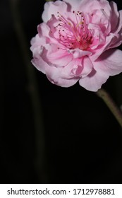 Close Up Peach Blossom Flowers (hoa Dao) With Blur Background In Spring, Nhat Tan, Hanoi, Vietnam 