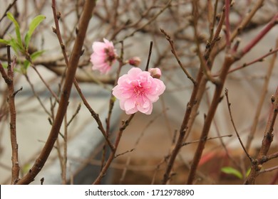 Close Up Peach Blossom Flowers (hoa Dao) With Blur Background In Spring, Nhat Tan, Hanoi, Vietnam 