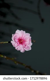 Close Up Peach Blossom Flowers (hoa Dao) With Blur Background In Spring, Nhat Tan, Hanoi, Vietnam 