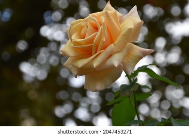 A close up of a peach rose surrounded by bokeh