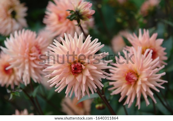 A close up of peachy-pink Dahlia flowers of the\
variety \'Preference\', growing in a garden. Soft pink-salmon\
blossoms of semi-cactus\
dahlia