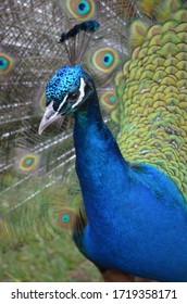 close up of a peacock