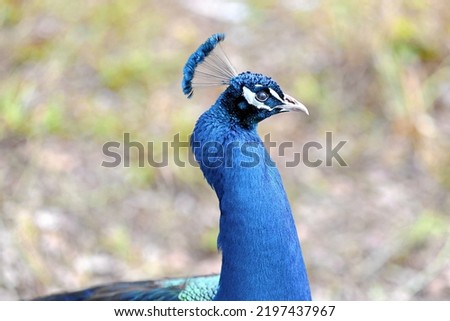 Up close with a Peacock.