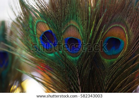 Close up Peacock feather
