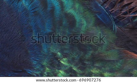 Close up peacock feather (Indian peafowl)