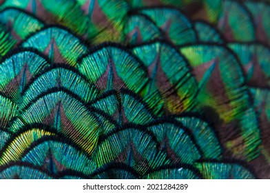 588,796 Feathers Close Images, Stock Photos & Vectors | Shutterstock