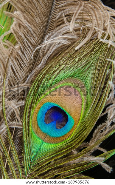 peacock and ostrich feathers