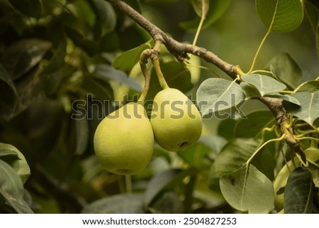 Close up of Pear Hanging on tree.Fresh juicy pears on pear tree branch.Organic pears in natural environment.Crop of pears in summer garden.Beautiful natural pears weigh on a pear tree.Selective Focus.