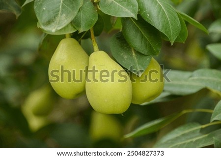 Close up of Pear Hanging on tree.Fresh juicy pears on pear tree branch.Organic pears in natural environment.Crop of pears in summer garden.Beautiful natural pears weigh on a pear tree.Selective Focus.