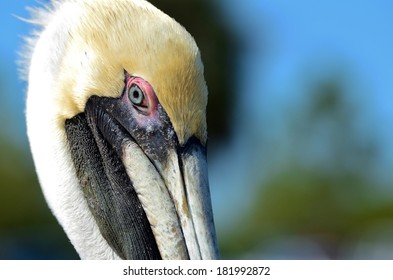 Up close Pelican