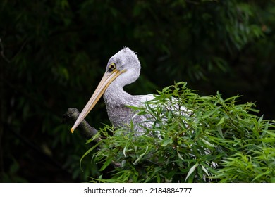 Close Up Of A Pelican In A Nest