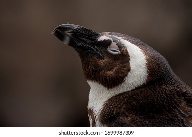 close up of a penguin head