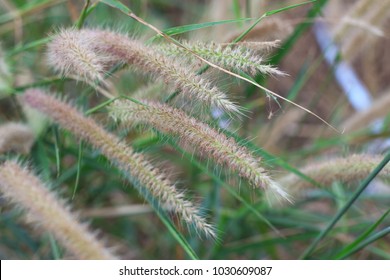 Close Up Pennisetum Setaceum Crimson Fountaingrass Flower 