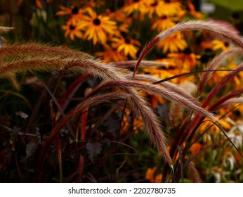 Close Up Of Pennisetum Setaceum Rubrum Plumes In The Garden.