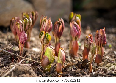 Peony Sprout High Res Stock Images Shutterstock