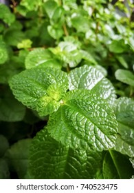 Close Peppermint Mentha Piperita Other Name Stock Photo 740523475 ...