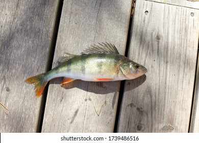 Close up of perch fish in the sun