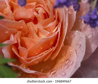 Close up of a perfect fresh orange Austin rose named Abraham Darby growing in the garden, symbolic of romance and love, with shallow doff and water drops