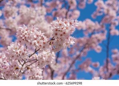 Close up of Perfect Sakura Cherry Blossoms with blue sky background in Japan - Shutterstock ID 625699298
