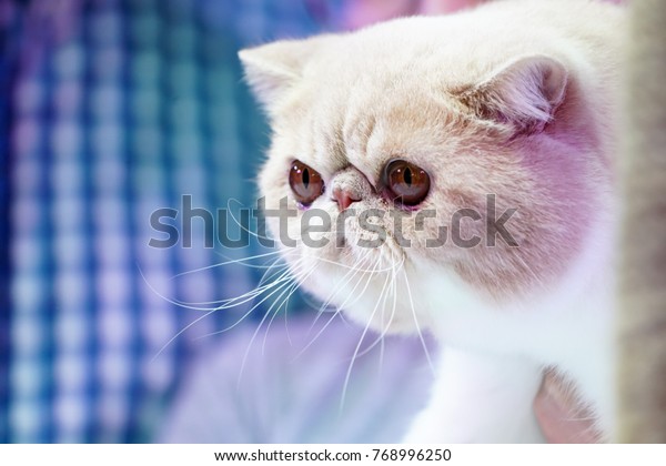 Close Persian Cat Face Short Brown Stock Image Download Now