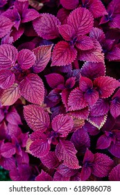 Close Up Of Persian Shield